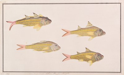 Kecskehal, a Drawings of Fishes from Malacca, 1805-1818 körül (wc papíron) alkotó: Chinese School